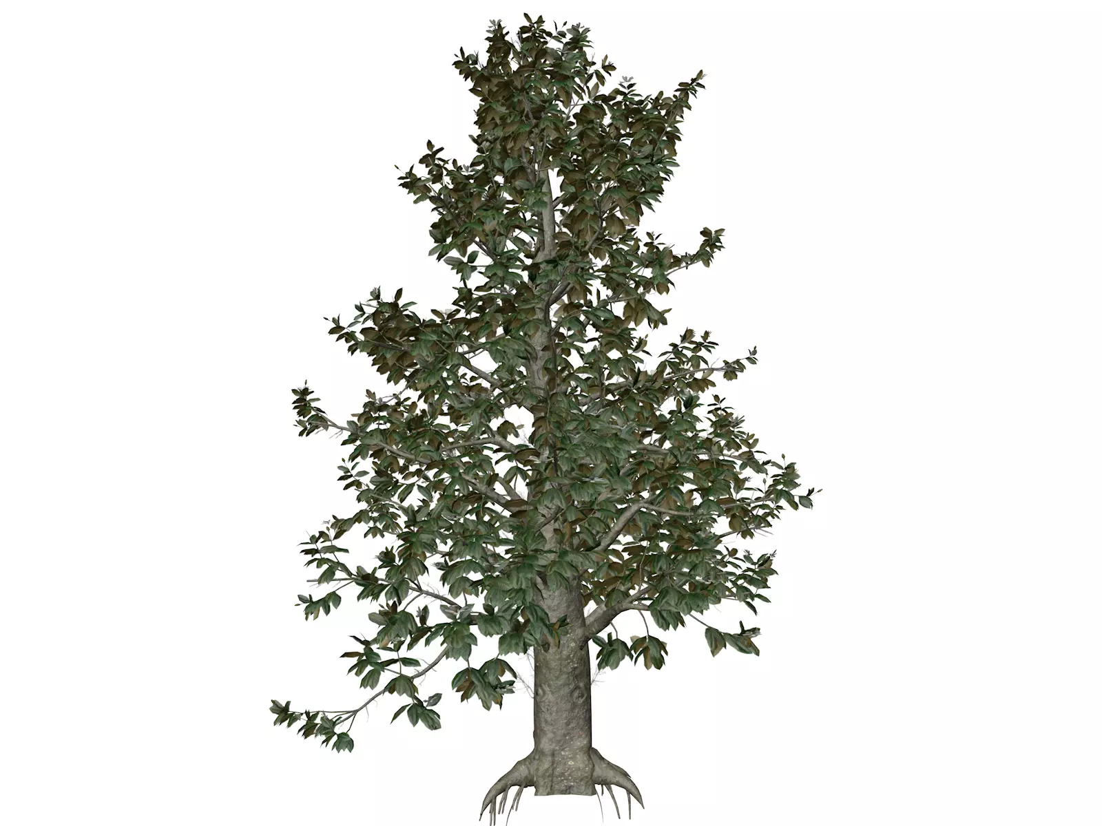 Southern Magnolia Tree - 04 - 3D model_0