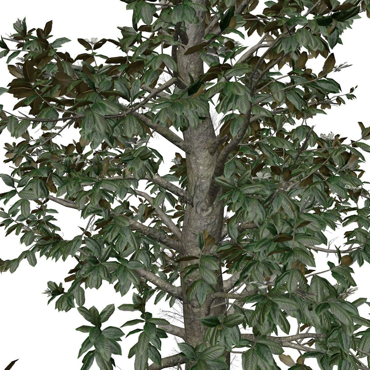 Southern Magnolia Tree - 04 - 3D model_3