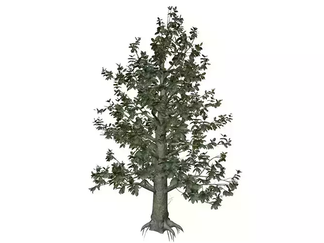 Southern Magnolia Tree - 05 -