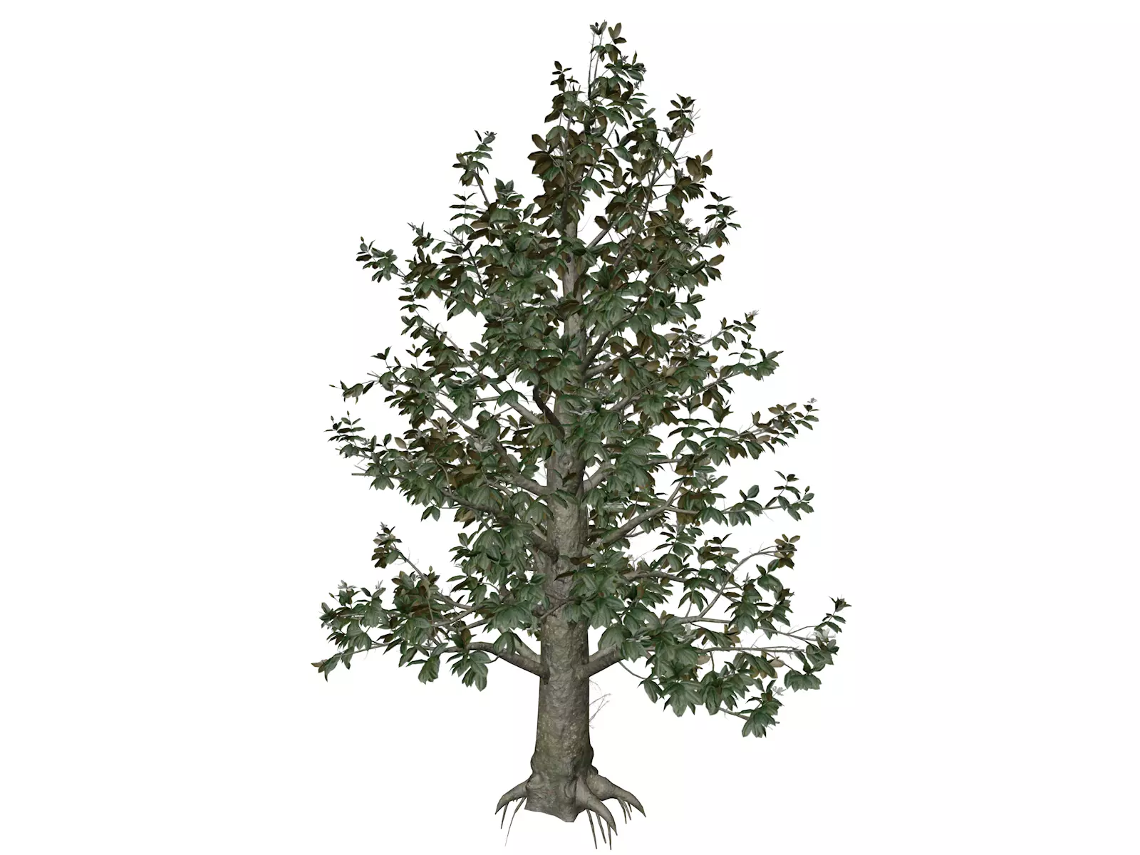 Southern Magnolia Tree - 05 - 3D model
