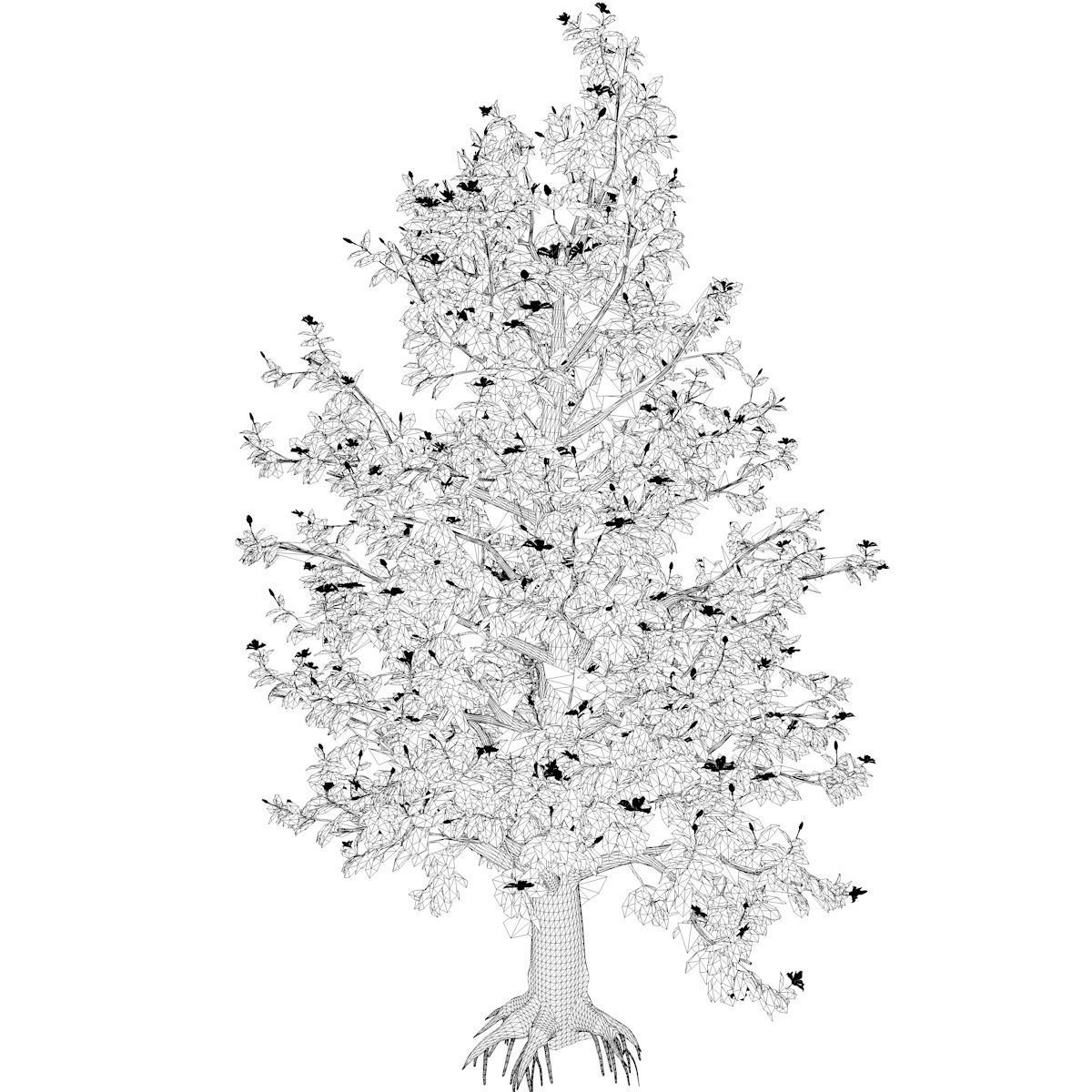 Southern Magnolia Tree - 07 - 3D model_2