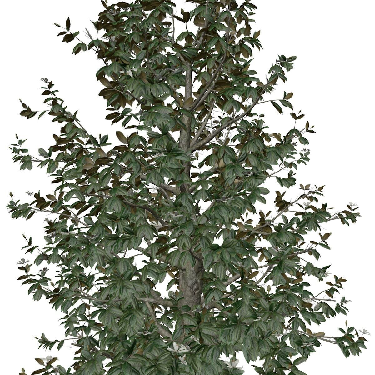 Southern Magnolia Tree - 07 - 3D model_3