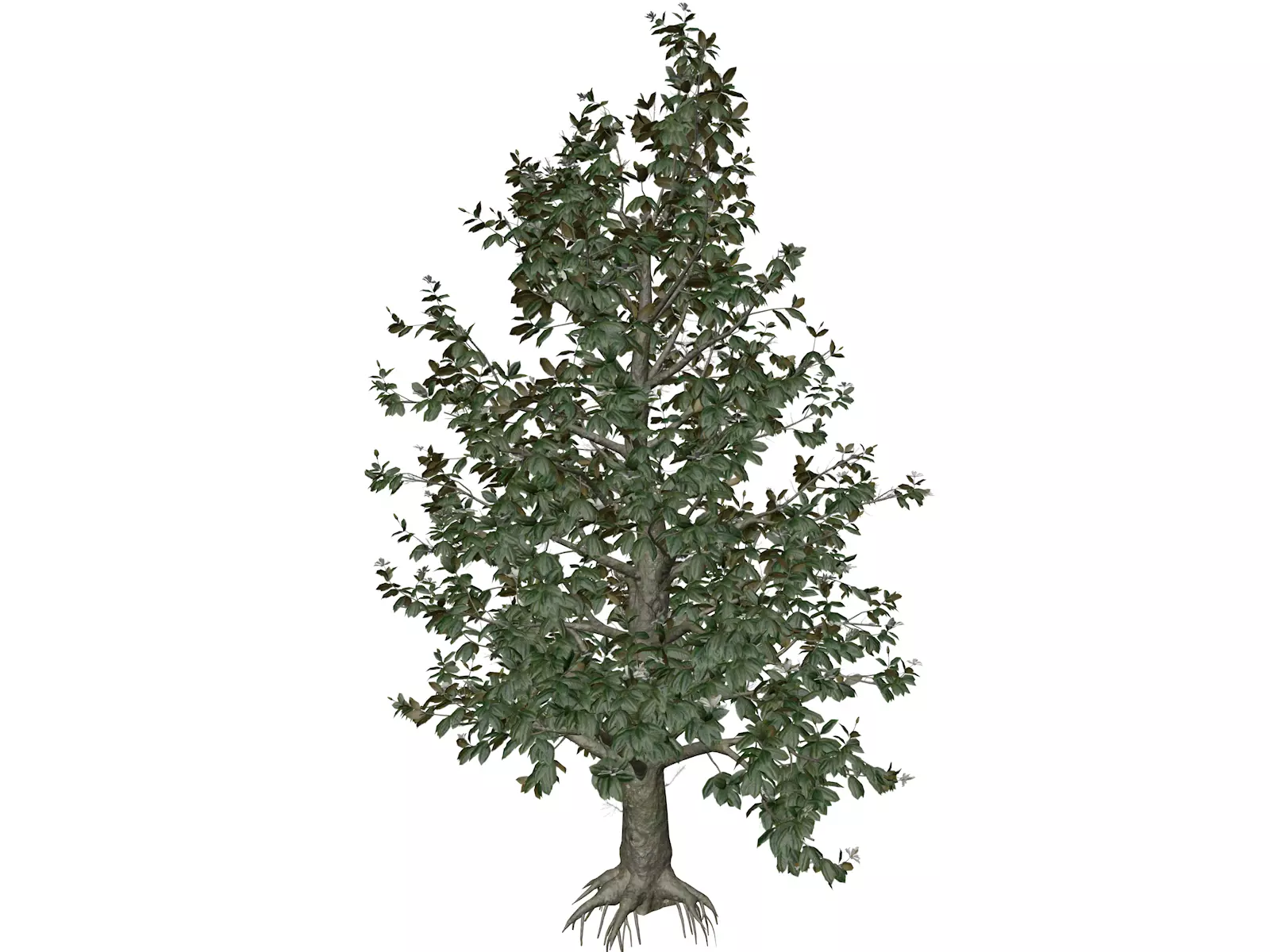 Southern Magnolia Tree - 07 - 3D model_0