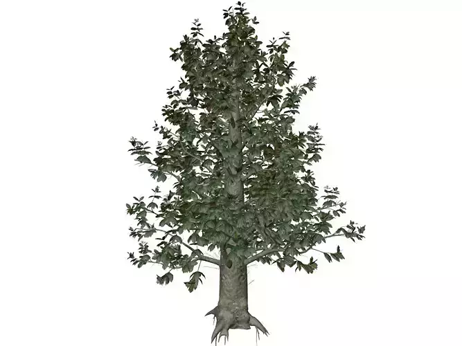 Southern Magnolia Tree - 08 -