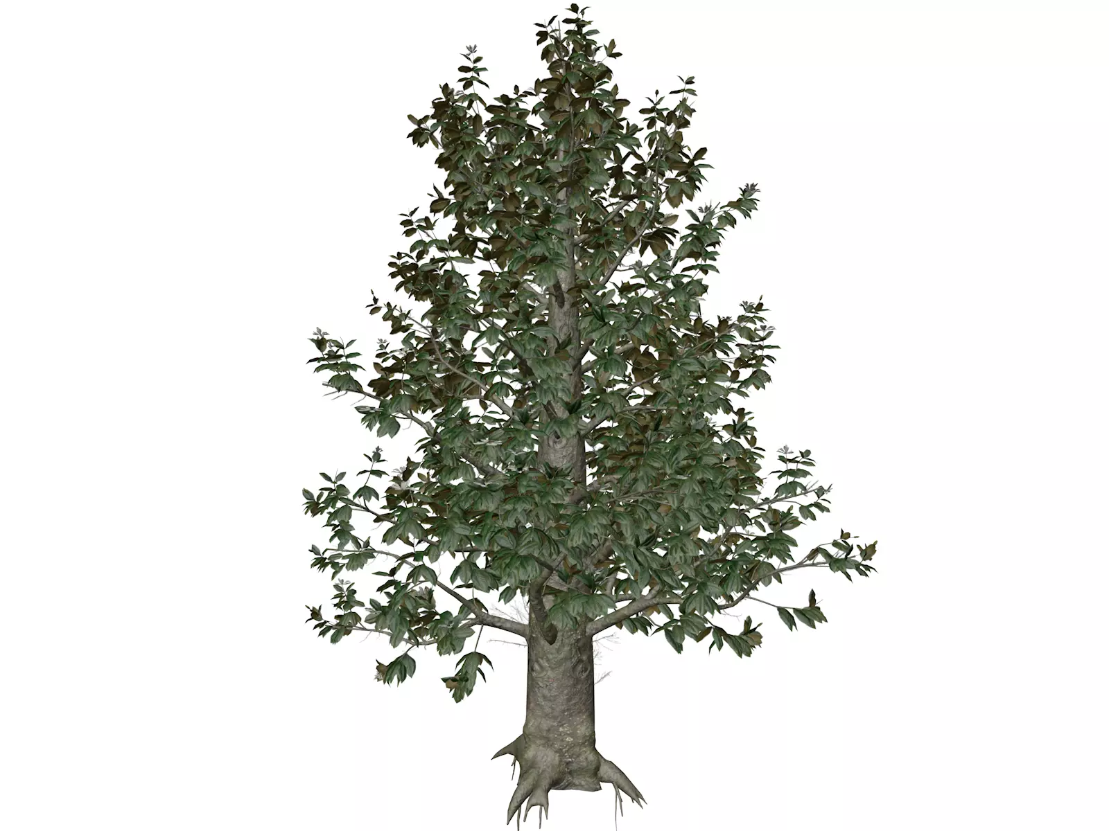 Southern Magnolia Tree - 08 - 3D model_0