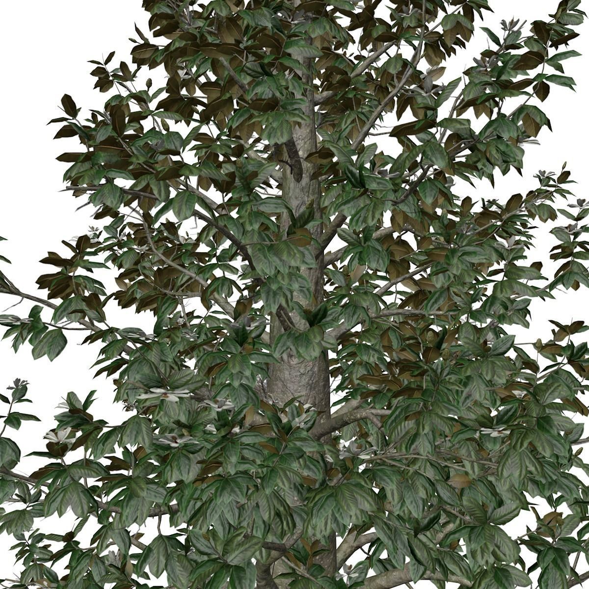 Southern Magnolia Tree - 08 - 3D model_3
