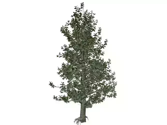 Southern Magnolia Tree - 09 -