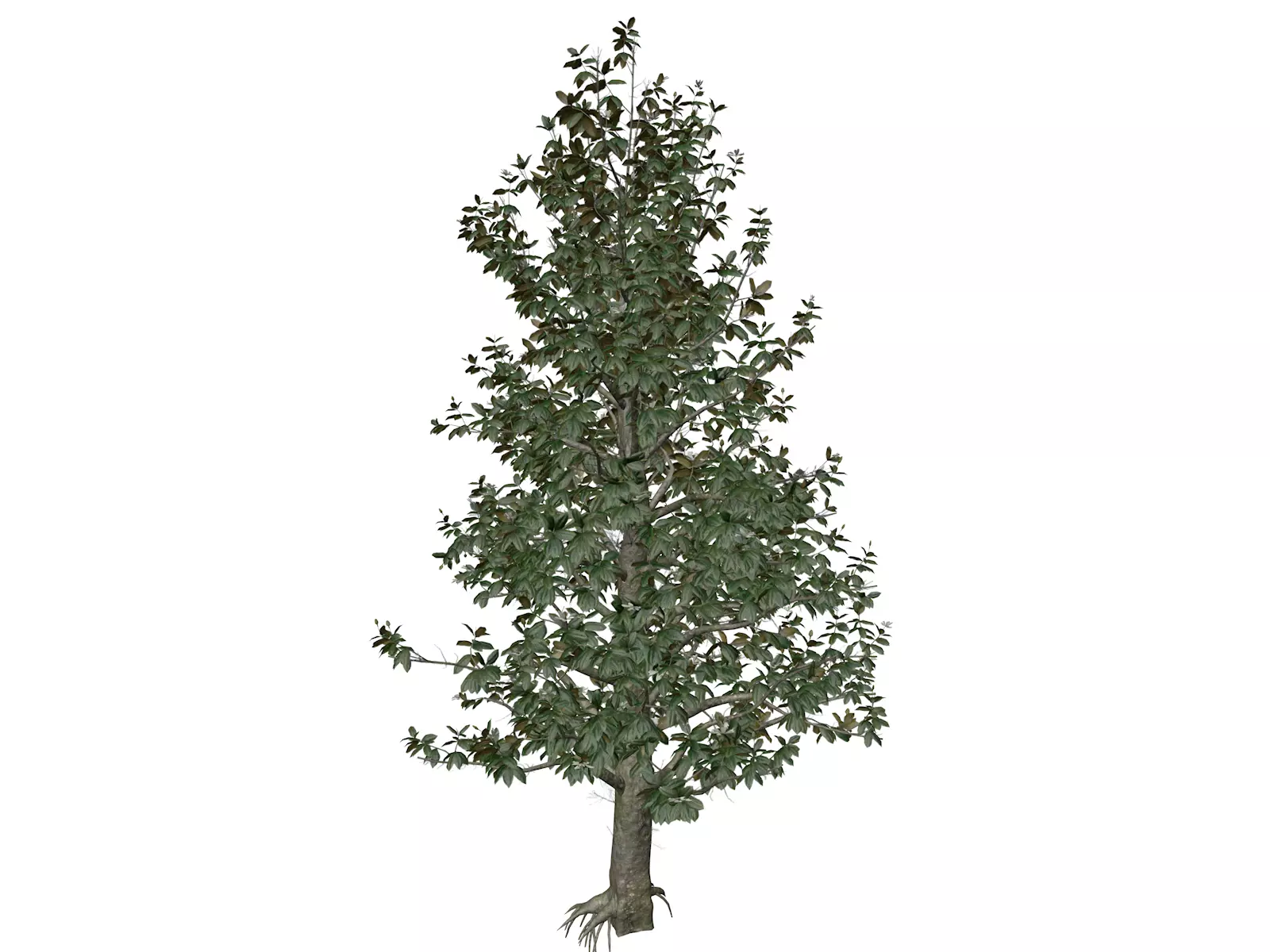 Southern Magnolia Tree - 09 - 3D model