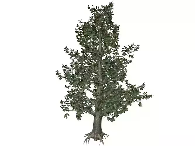 Southern Magnolia Tree - 10 -