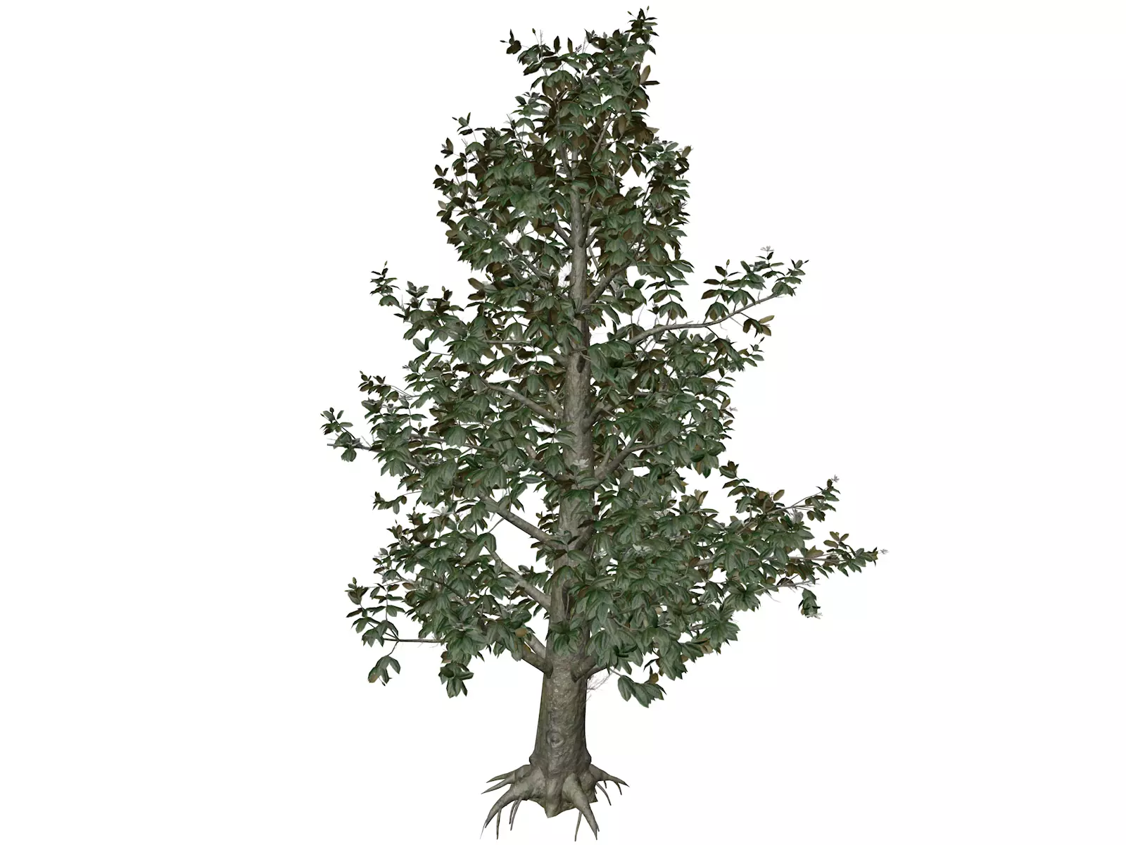 Southern Magnolia Tree - 10 - 3D model