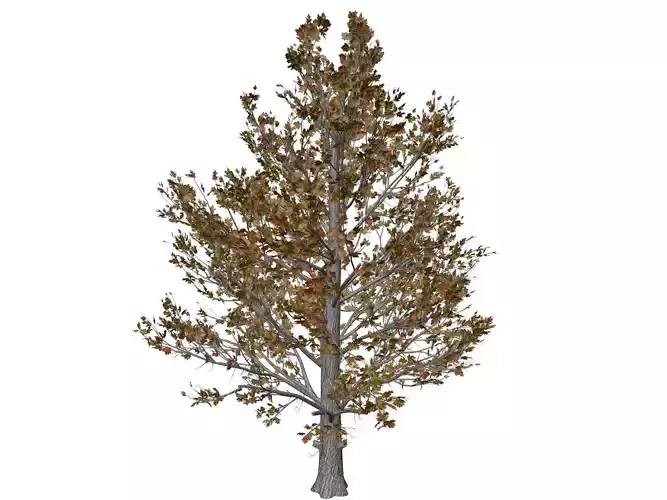 Sugar Maple Tree in Fall - 01 - 3D model