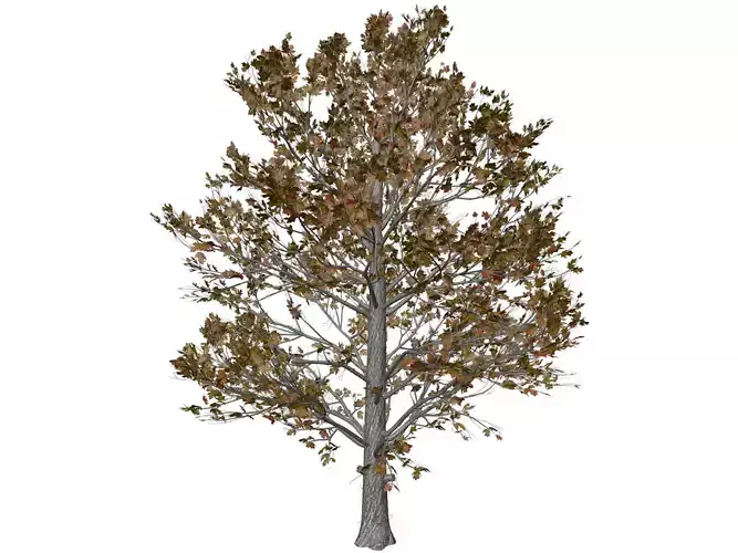 Sugar Maple Tree in Fall - 02 - 3D model