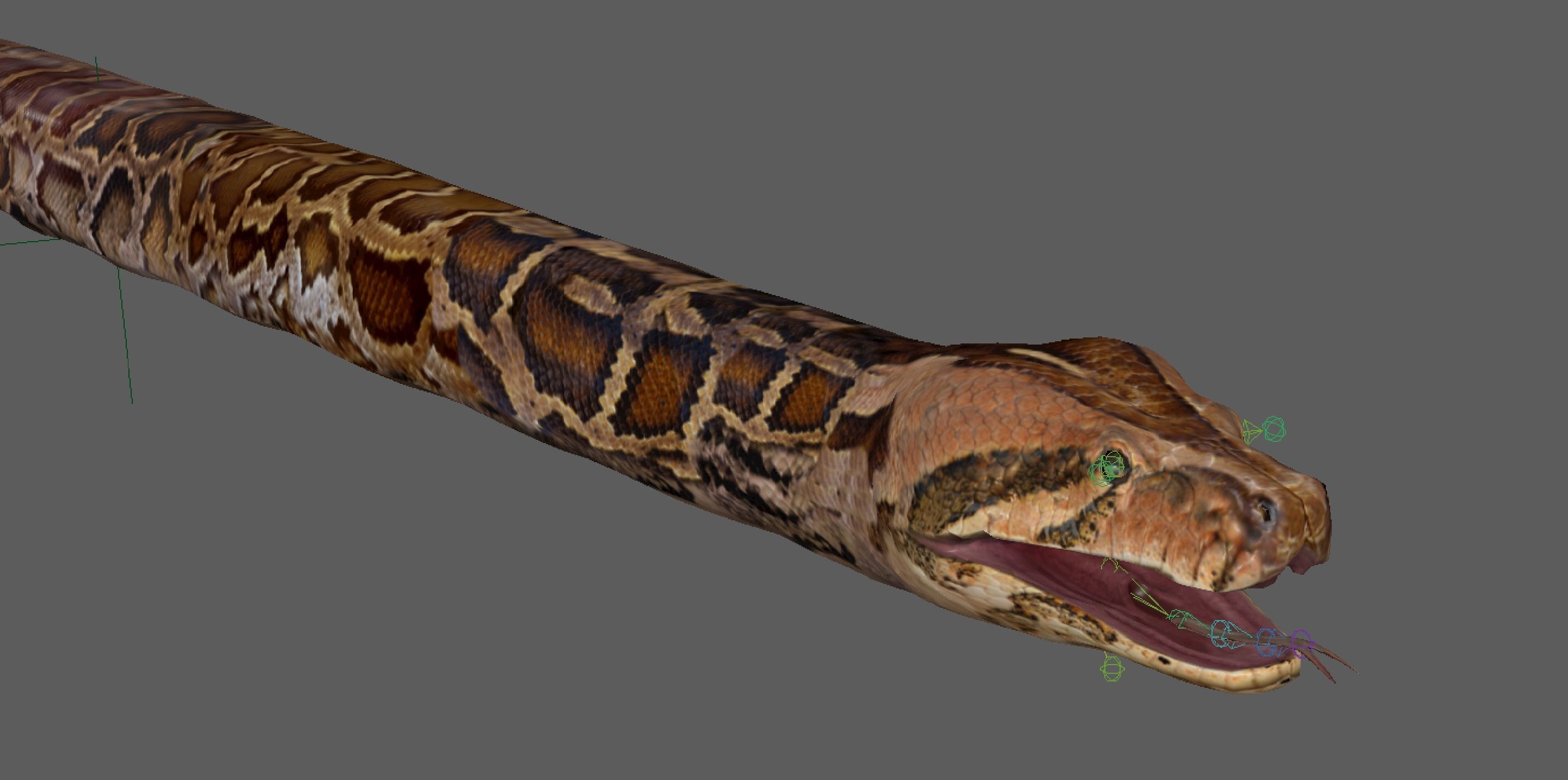Burmese Python Snake 3D model_24