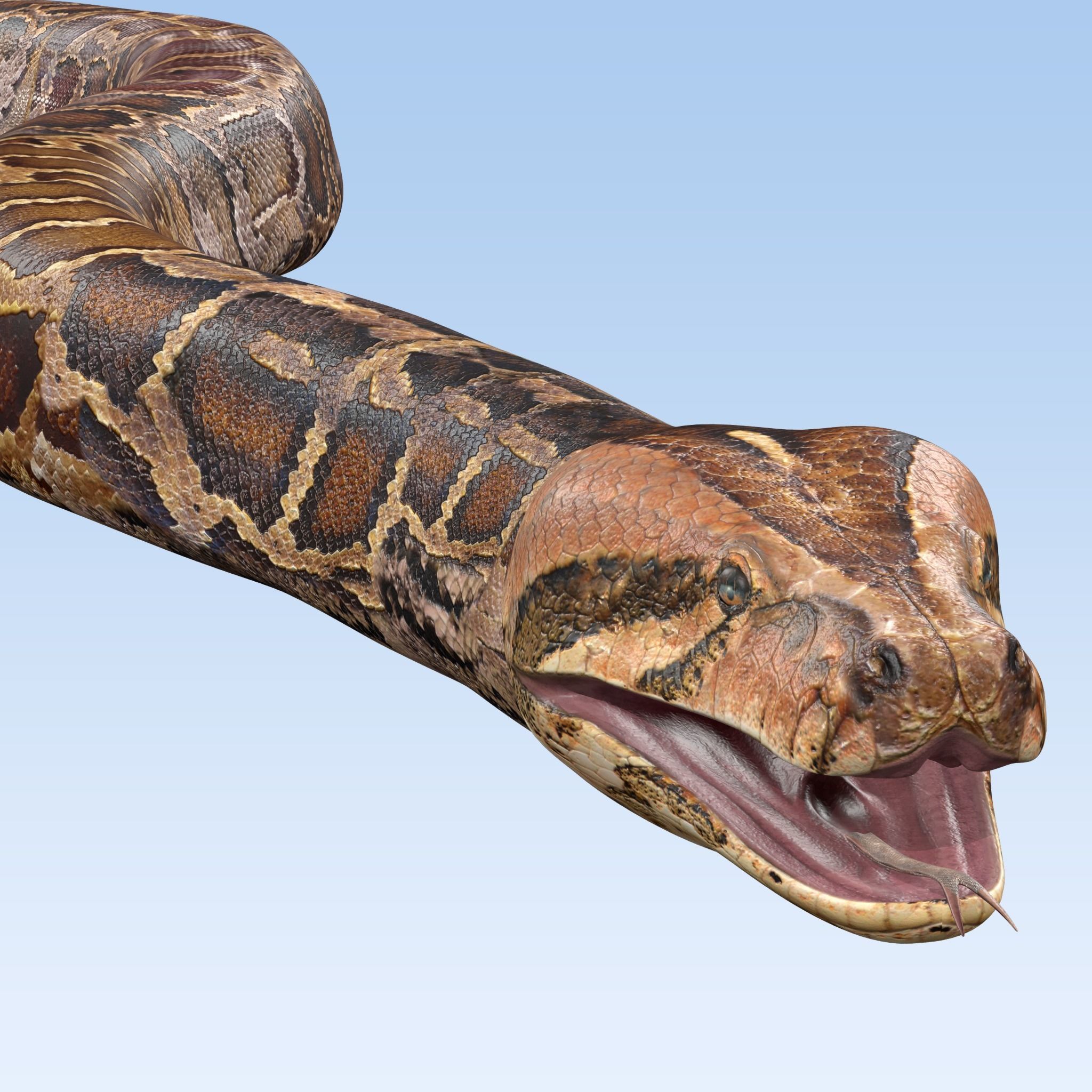 Burmese Python Snake 3D model_1