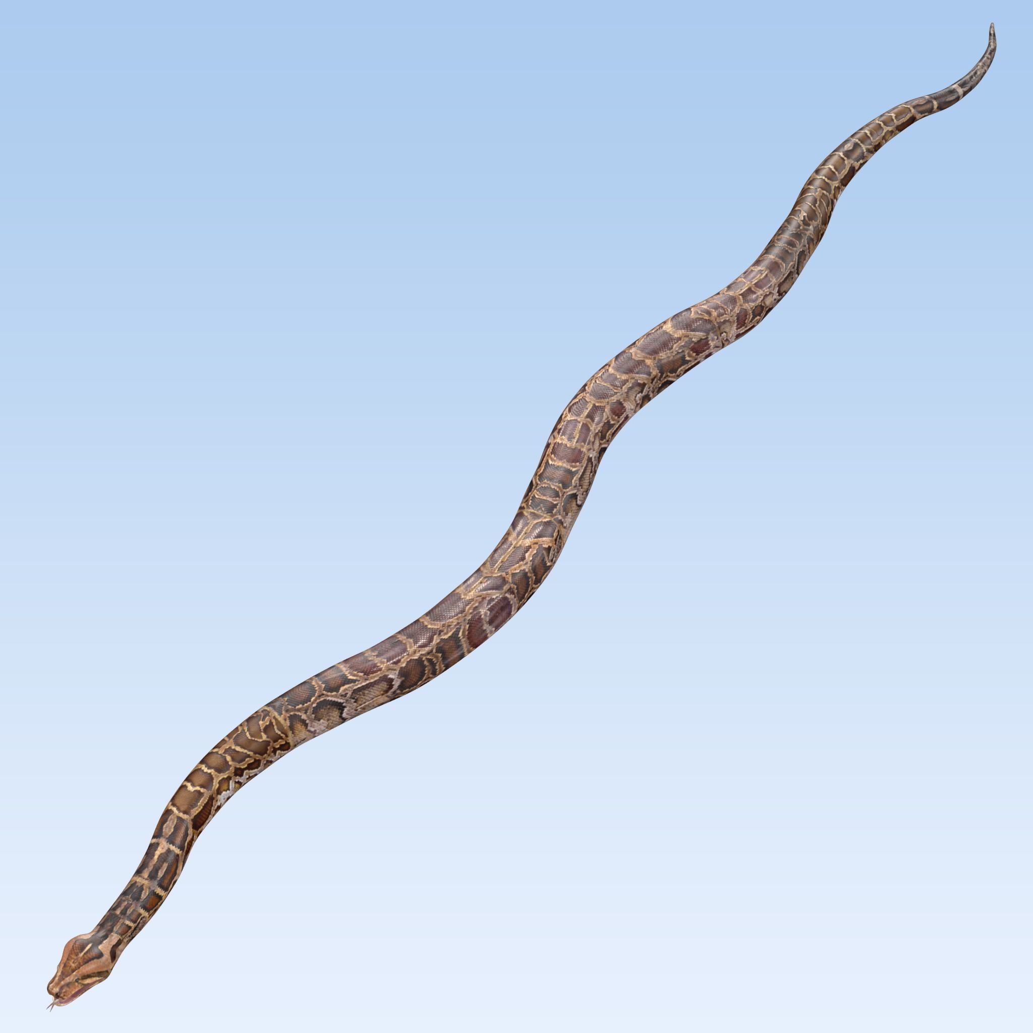Burmese Python Snake 3D model_9