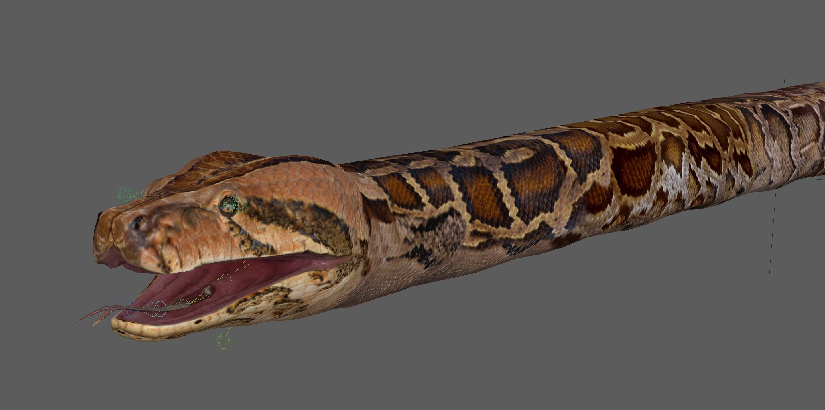 Burmese Python Snake 3D model_20