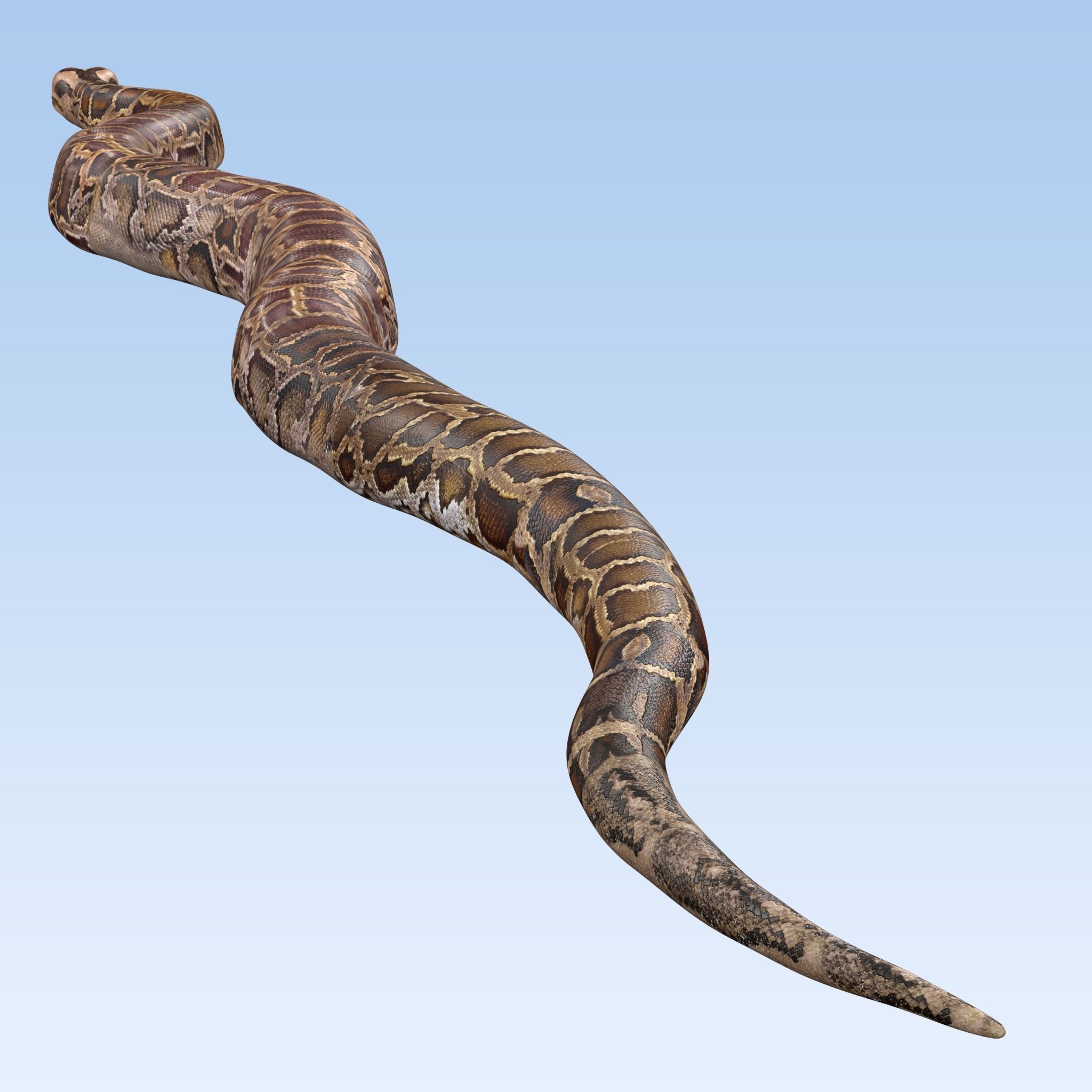 Burmese Python Snake 3D model_11