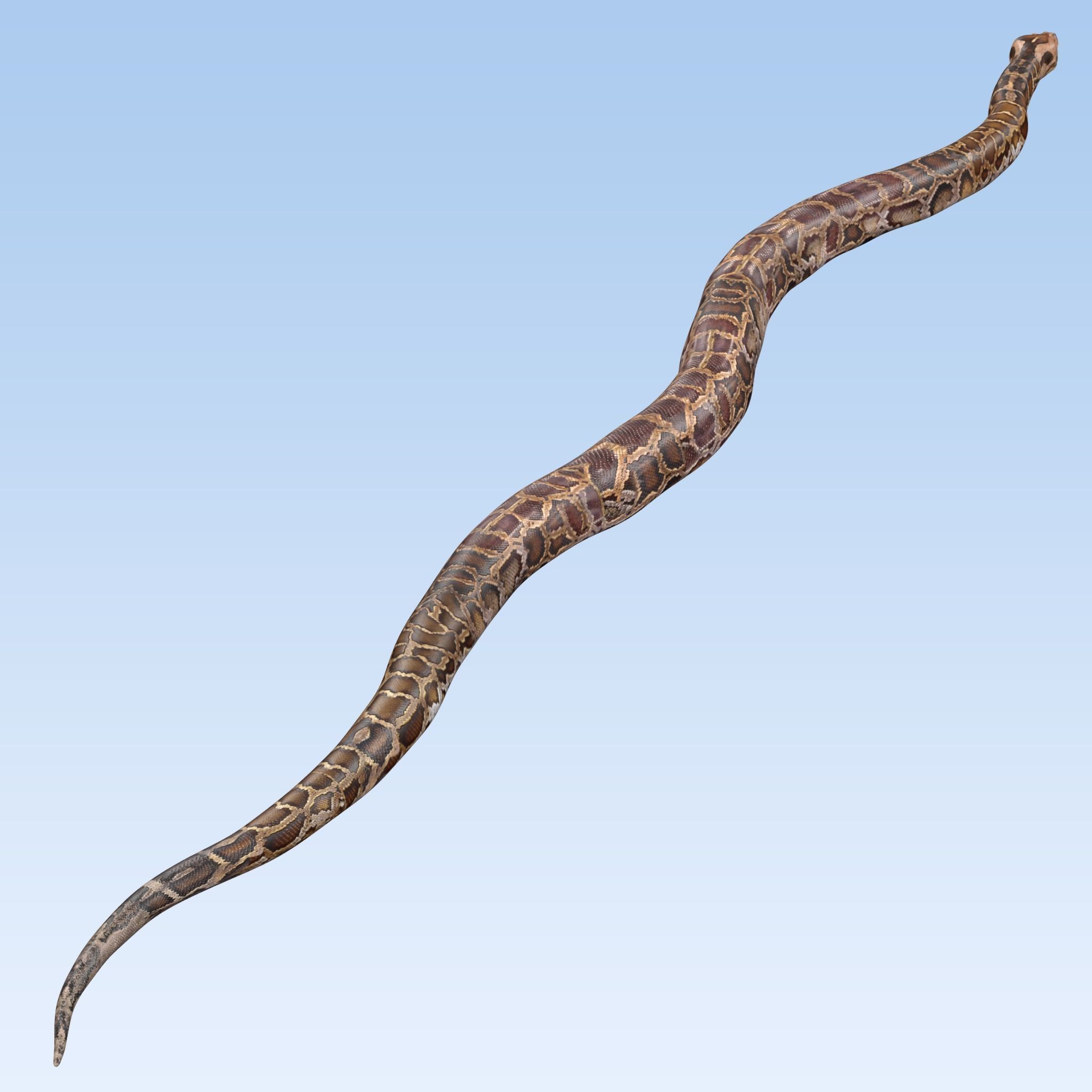 Burmese Python Snake 3D model_6