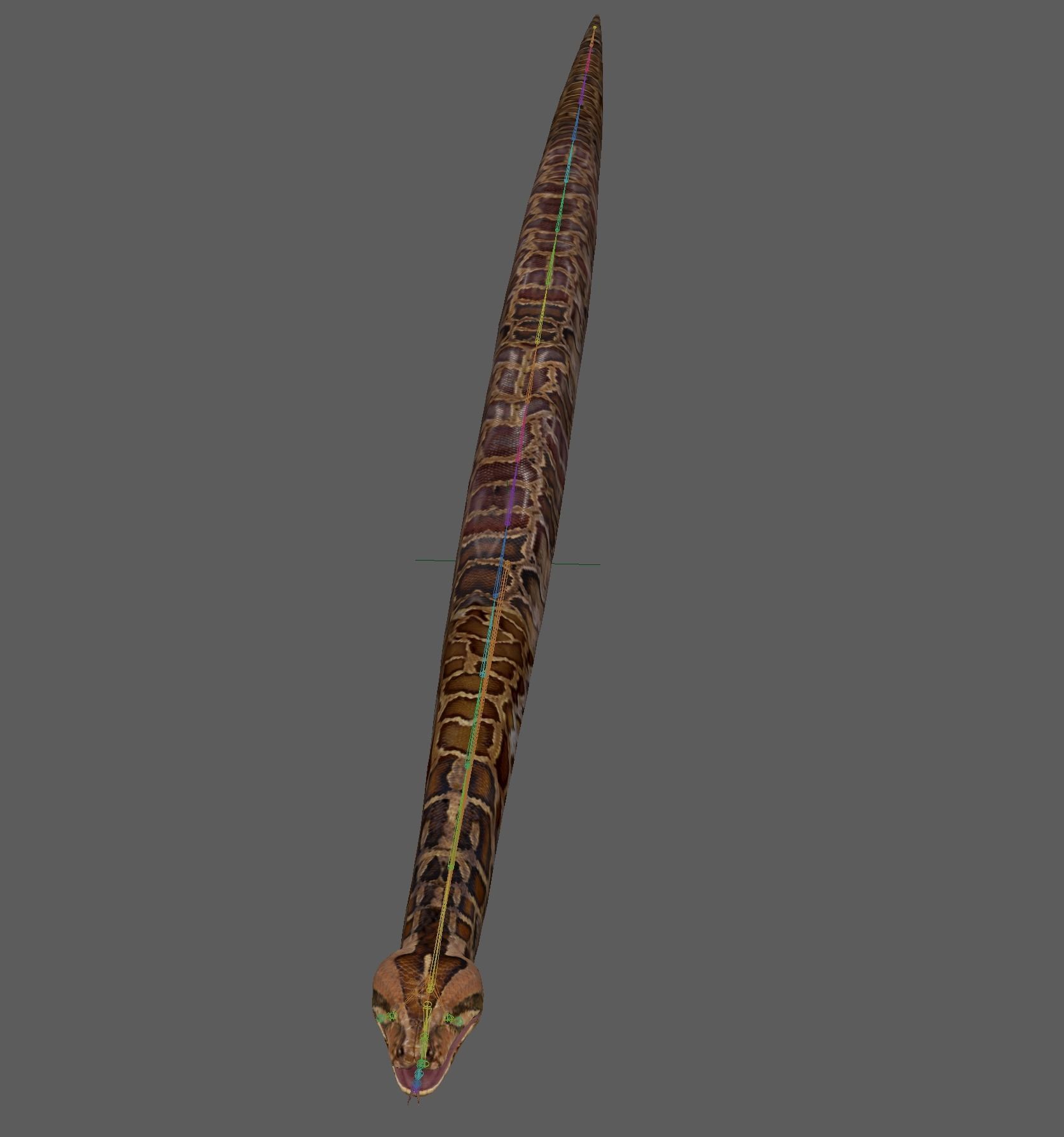 Burmese Python Snake 3D model_16