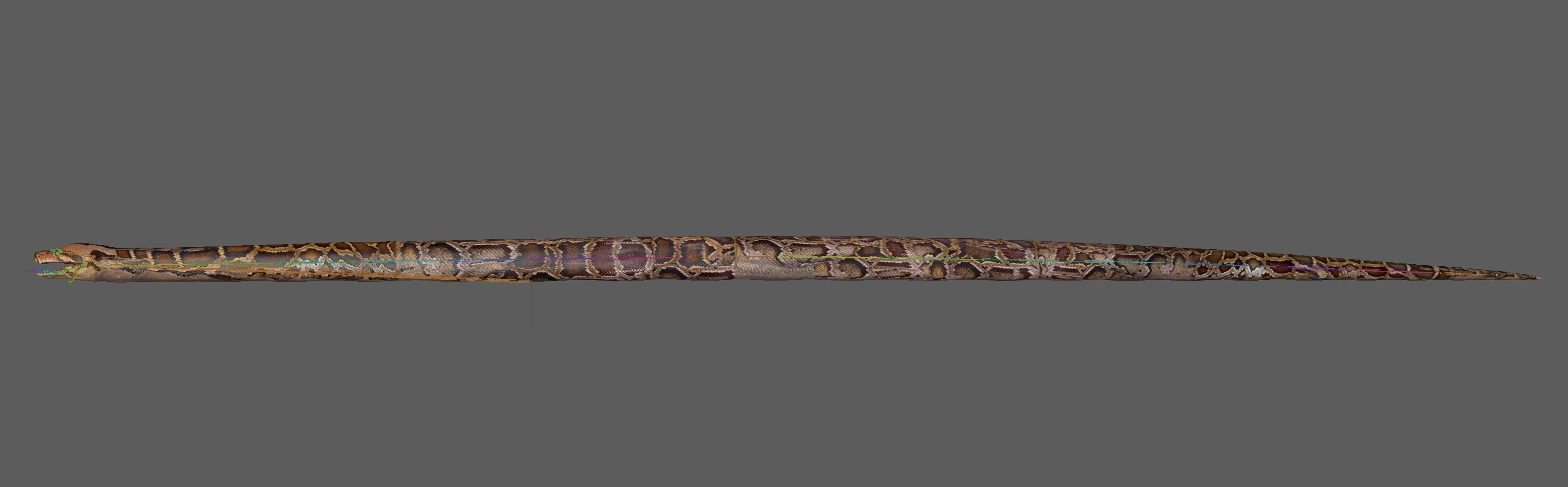 Burmese Python Snake 3D model_25