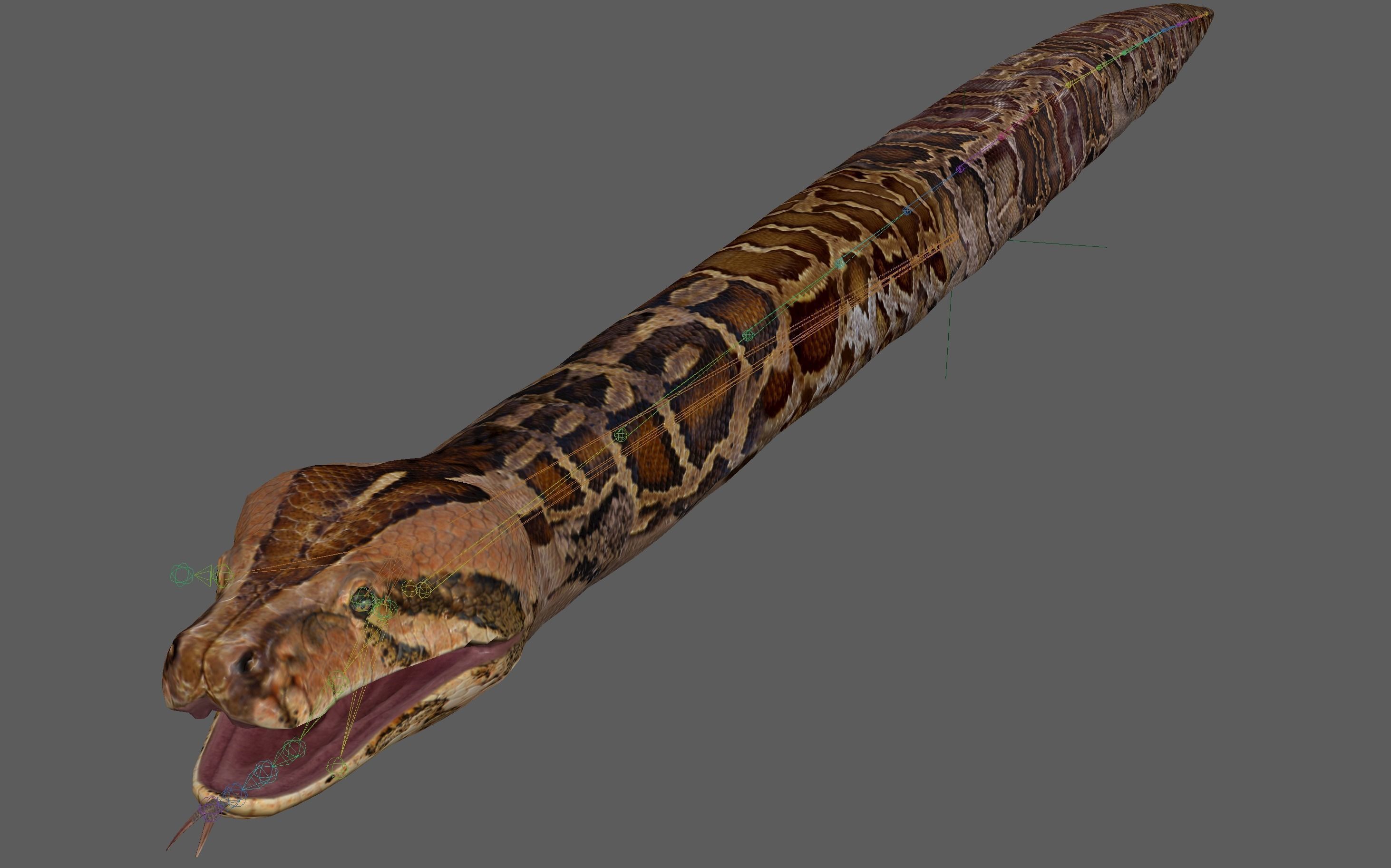 Burmese Python Snake 3D model_14