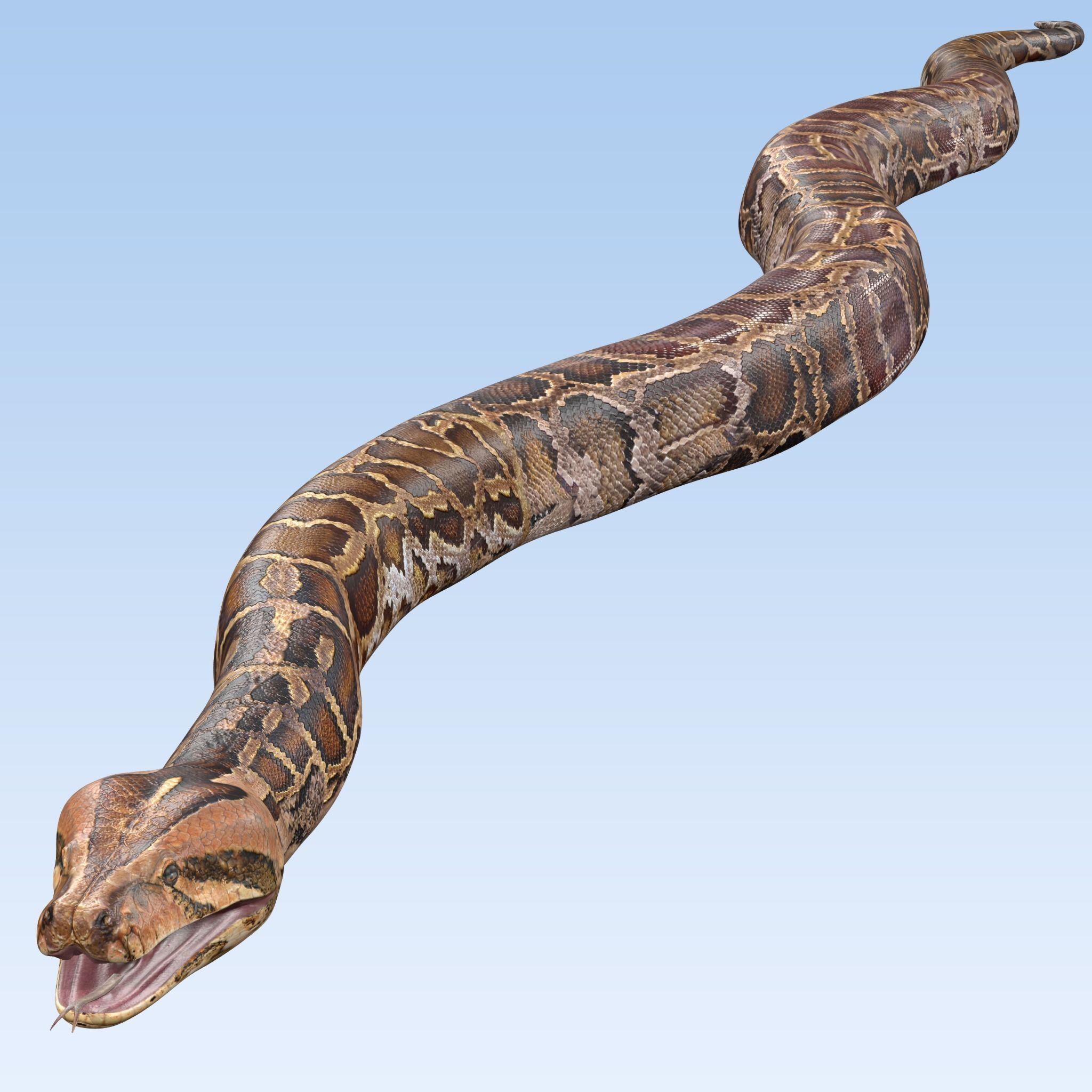 Burmese Python Snake 3D model_3