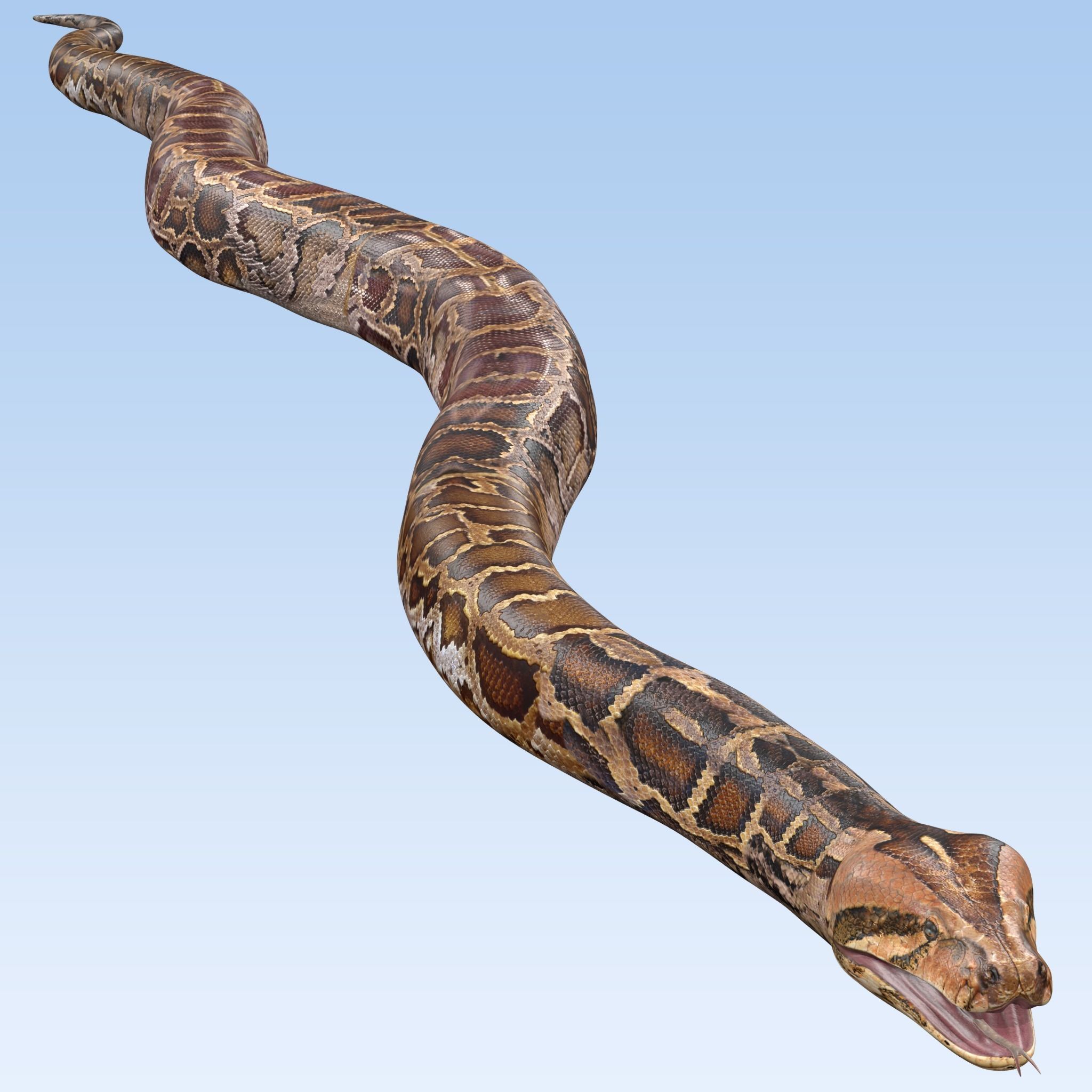 Burmese Python Snake 3D model_2
