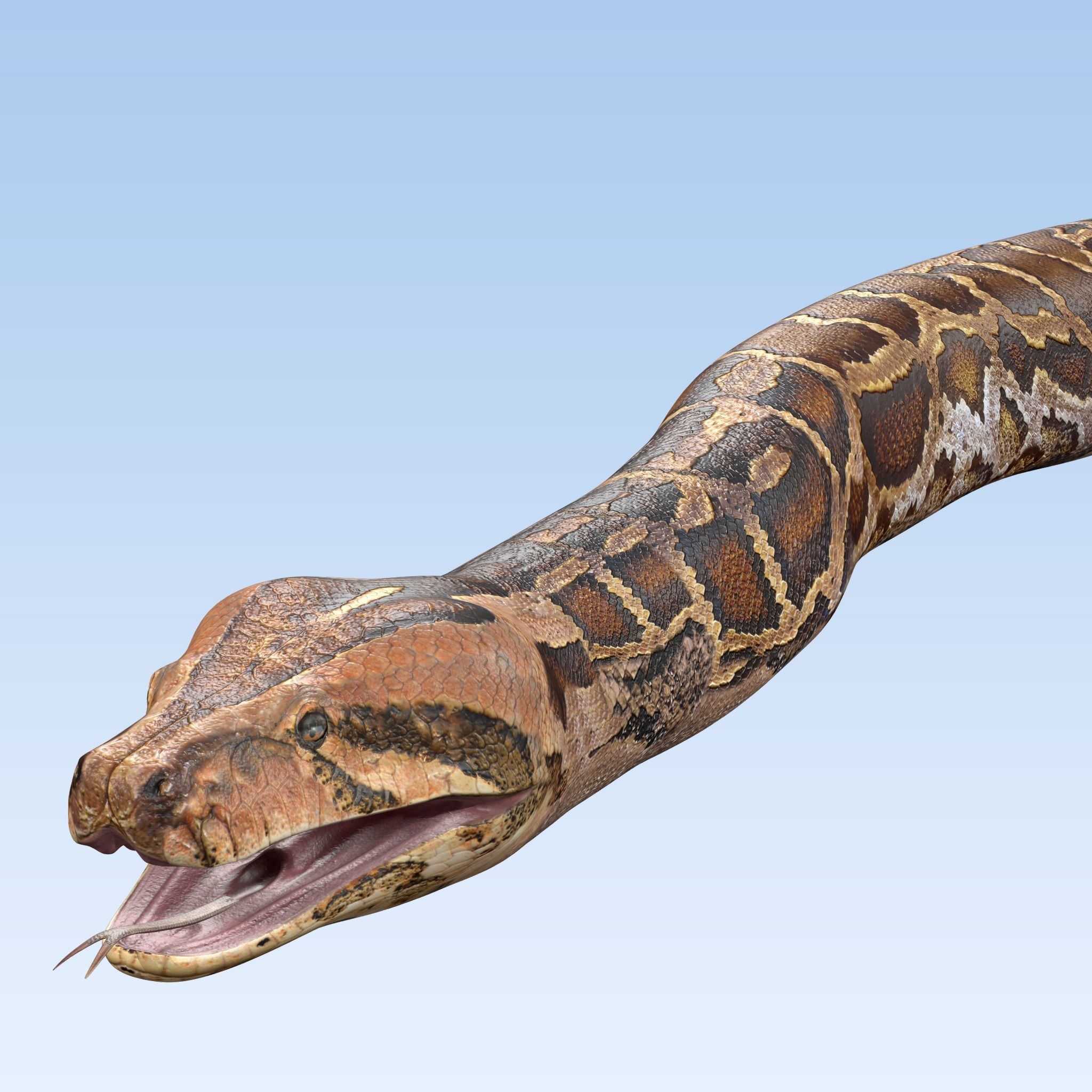 Burmese Python Snake 3D model_4