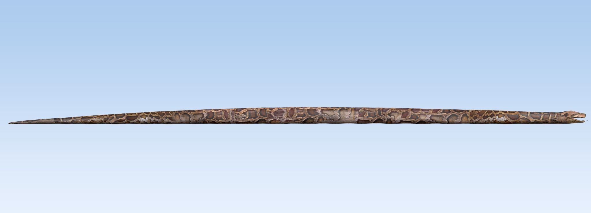 Burmese Python Snake 3D model_5