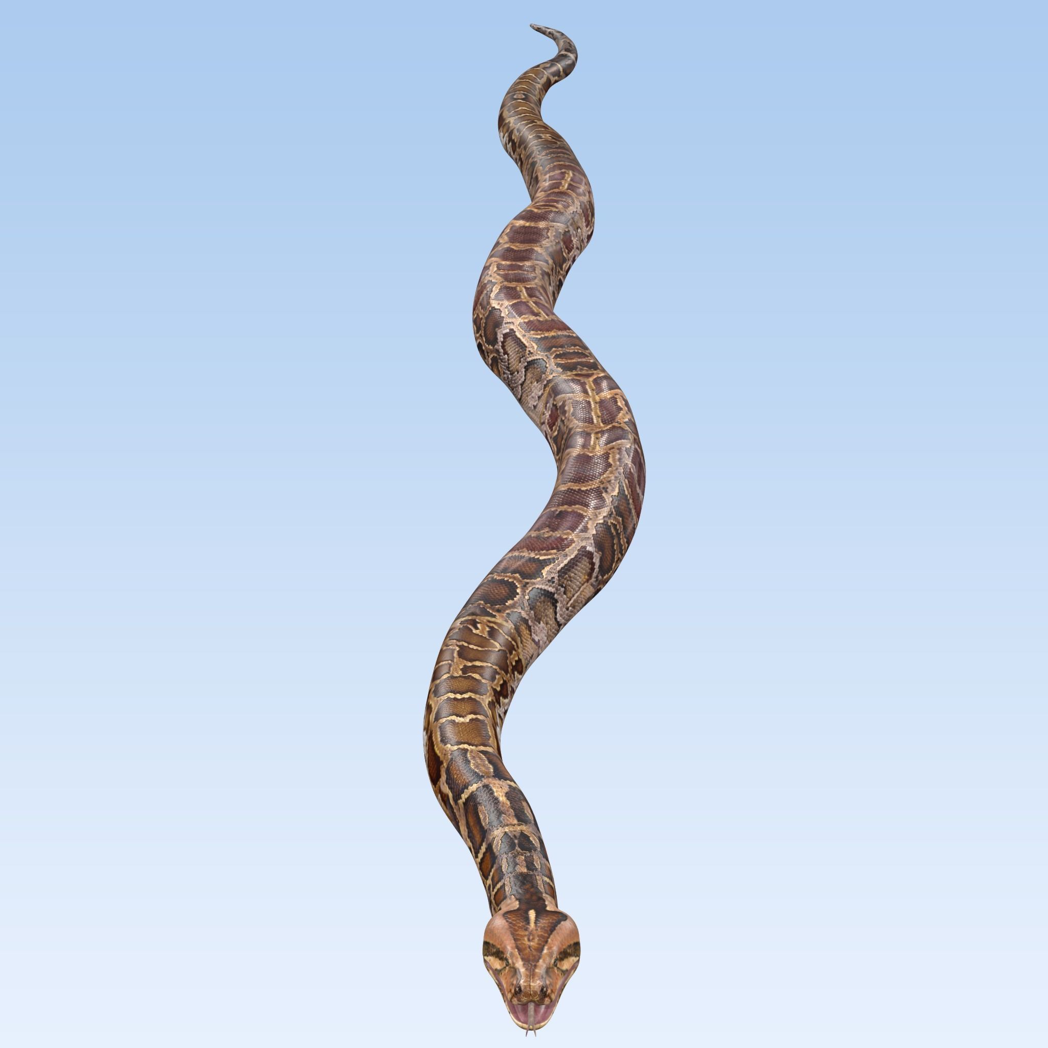 Burmese Python Snake 3D model_8