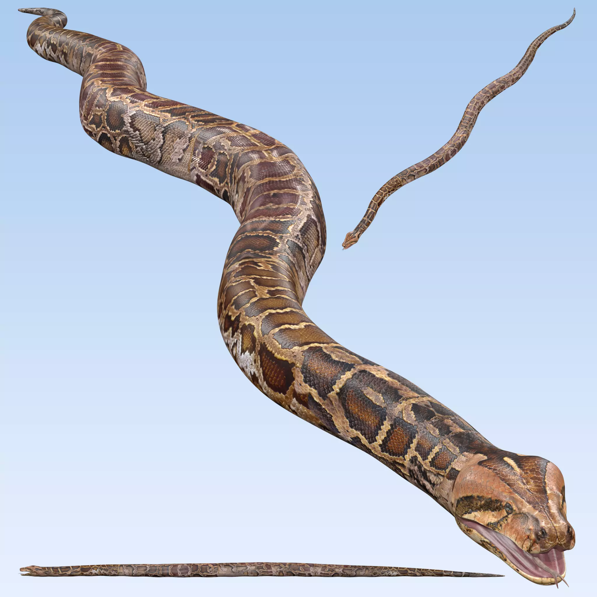Burmese Python Snake 3D model_0