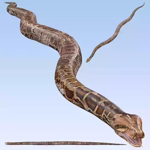 Burmese Python Snake 3D model