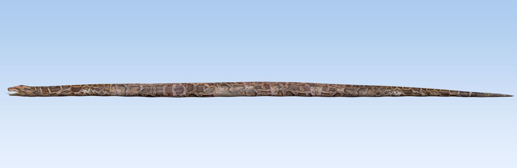 Burmese Python Snake 3D model_7