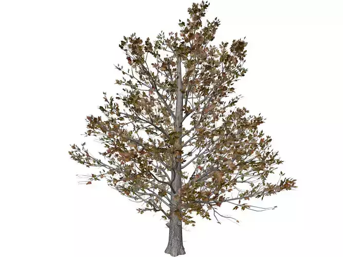 Sugar Maple Tree in Fall - 03 - 3D model