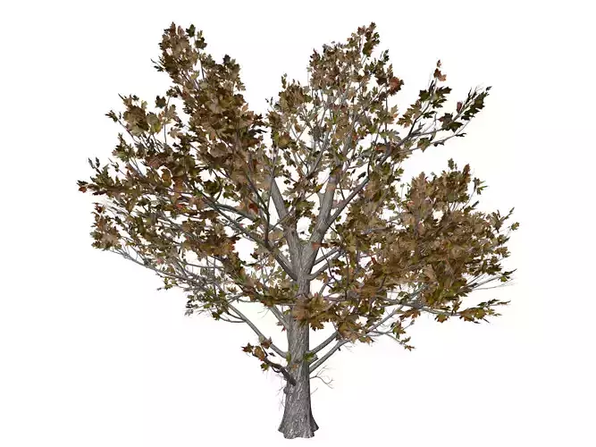 Sugar Maple Tree in Fall - 04 - 3D model