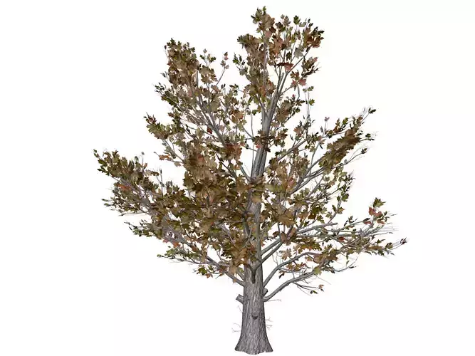 Sugar Maple Tree in Fall - 05 - 3D model