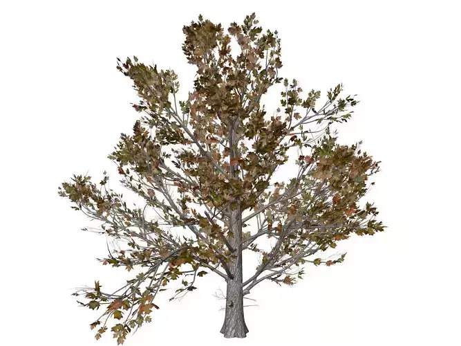 Sugar Maple Tree in Fall - 06 - 3D model