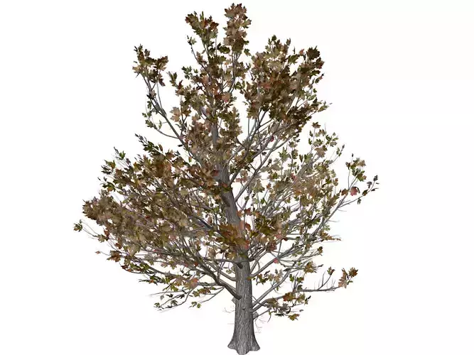 Sugar Maple Tree in Fall - 07 - 3D model