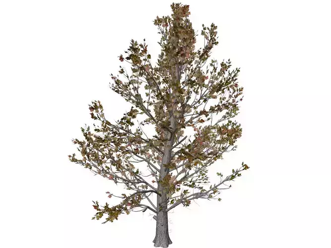 Sugar Maple Tree in Fall - 08 - 3D model