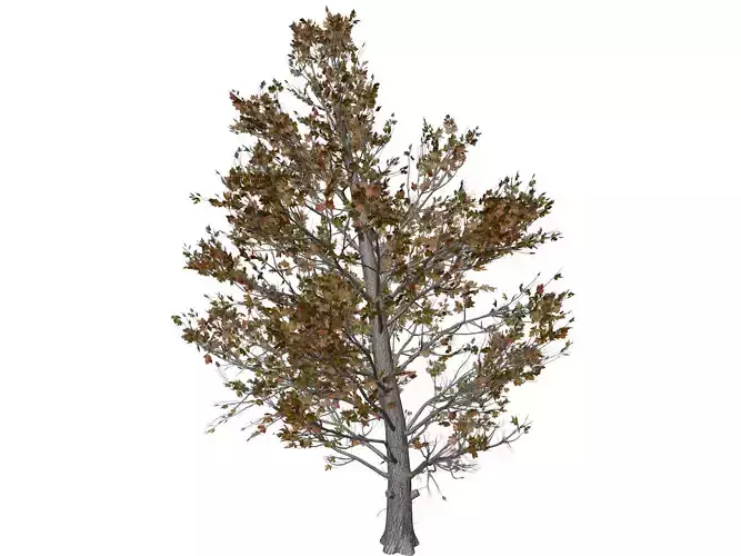 Sugar Maple Tree in Fall - 09 - 3D model