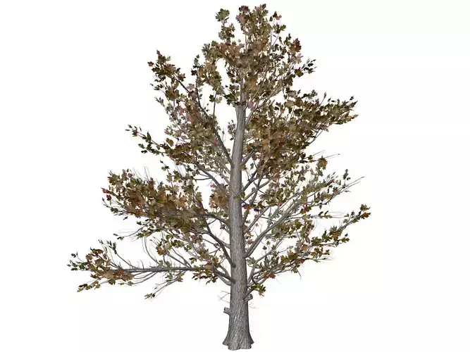 Sugar Maple Tree in Fall - 10 - 3D model