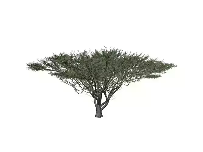 Umbrella Thorn Tree - 01 -