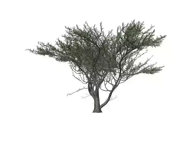Umbrella Thorn Tree - 02 -