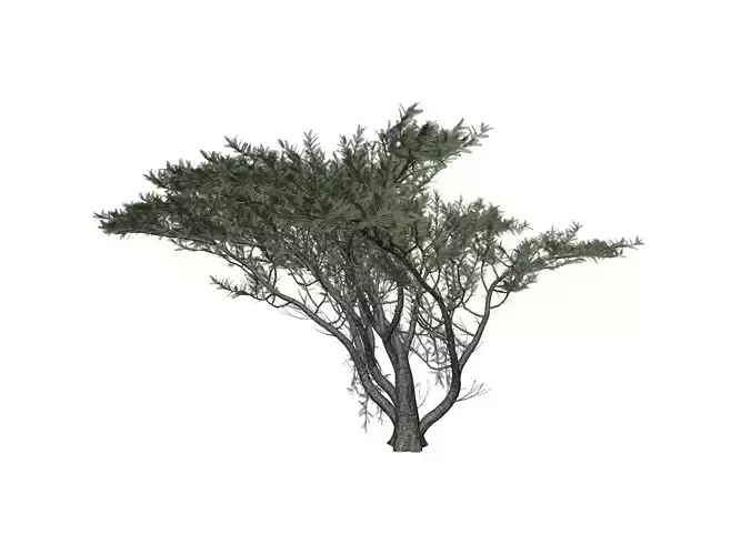 Umbrella Thorn Tree - 03 -