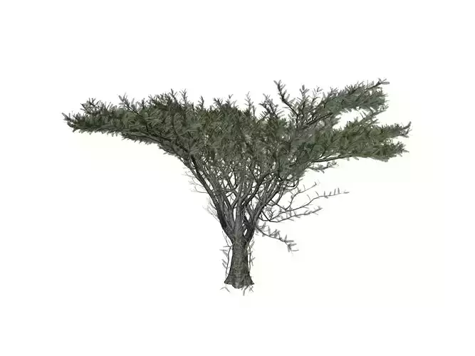 Umbrella Thorn Tree - 04 -