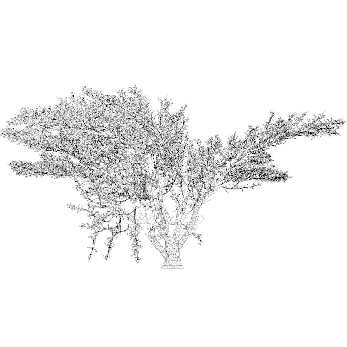 Umbrella Thorn Tree - 05 - 3D model_2