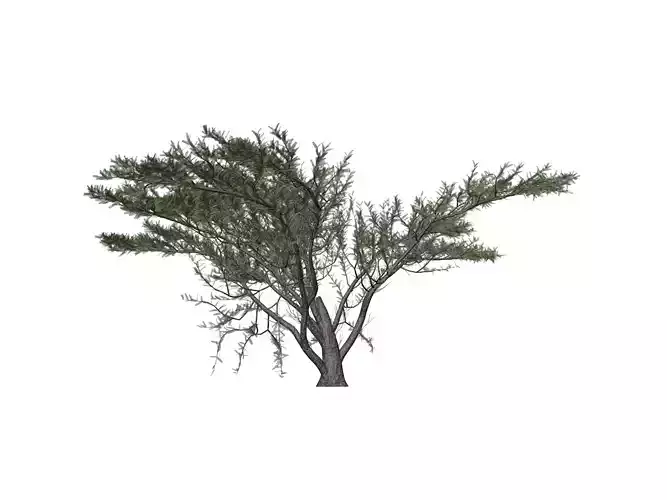 Umbrella Thorn Tree - 05 -