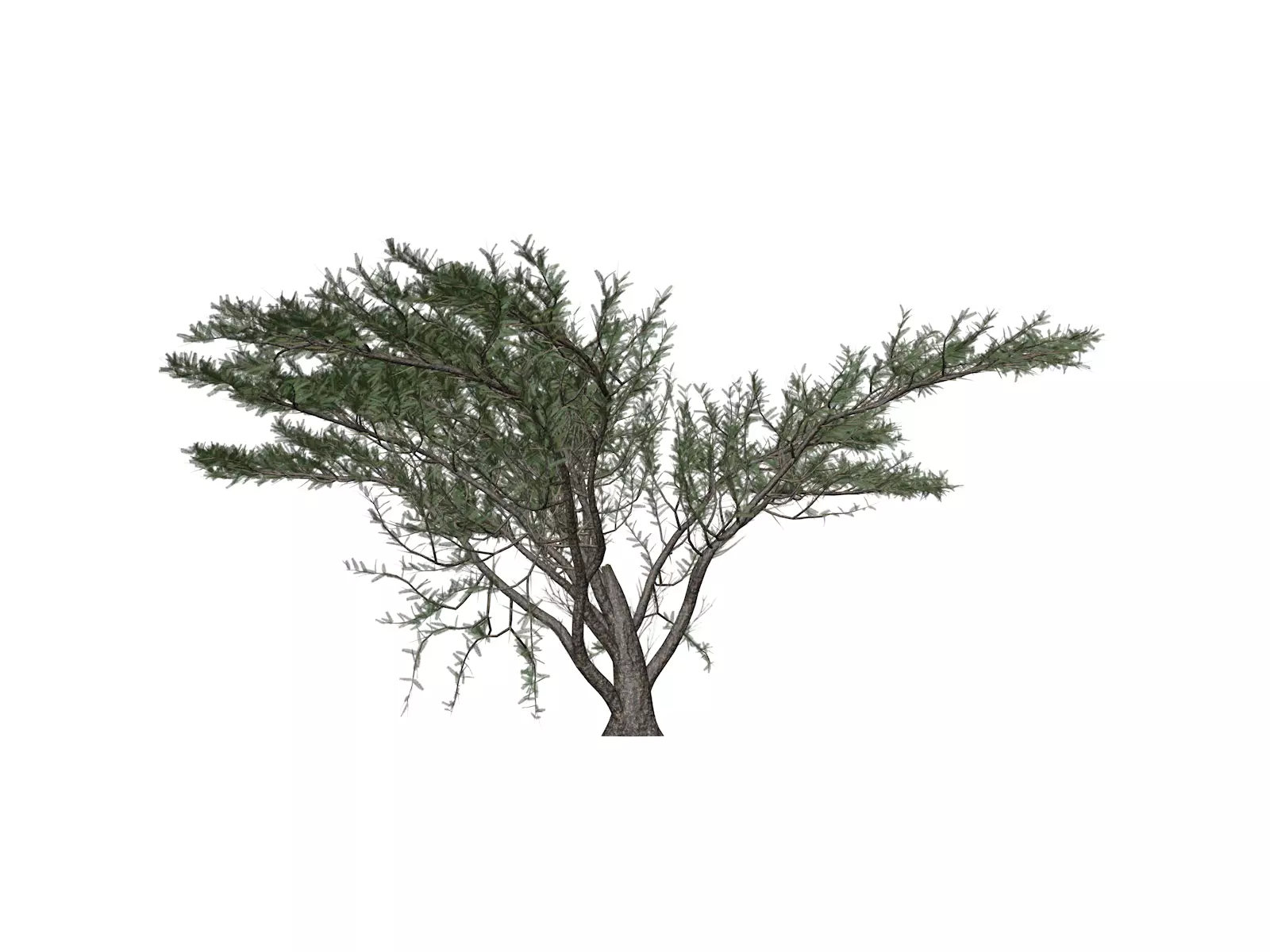 Umbrella Thorn Tree - 05 - 3D model_0