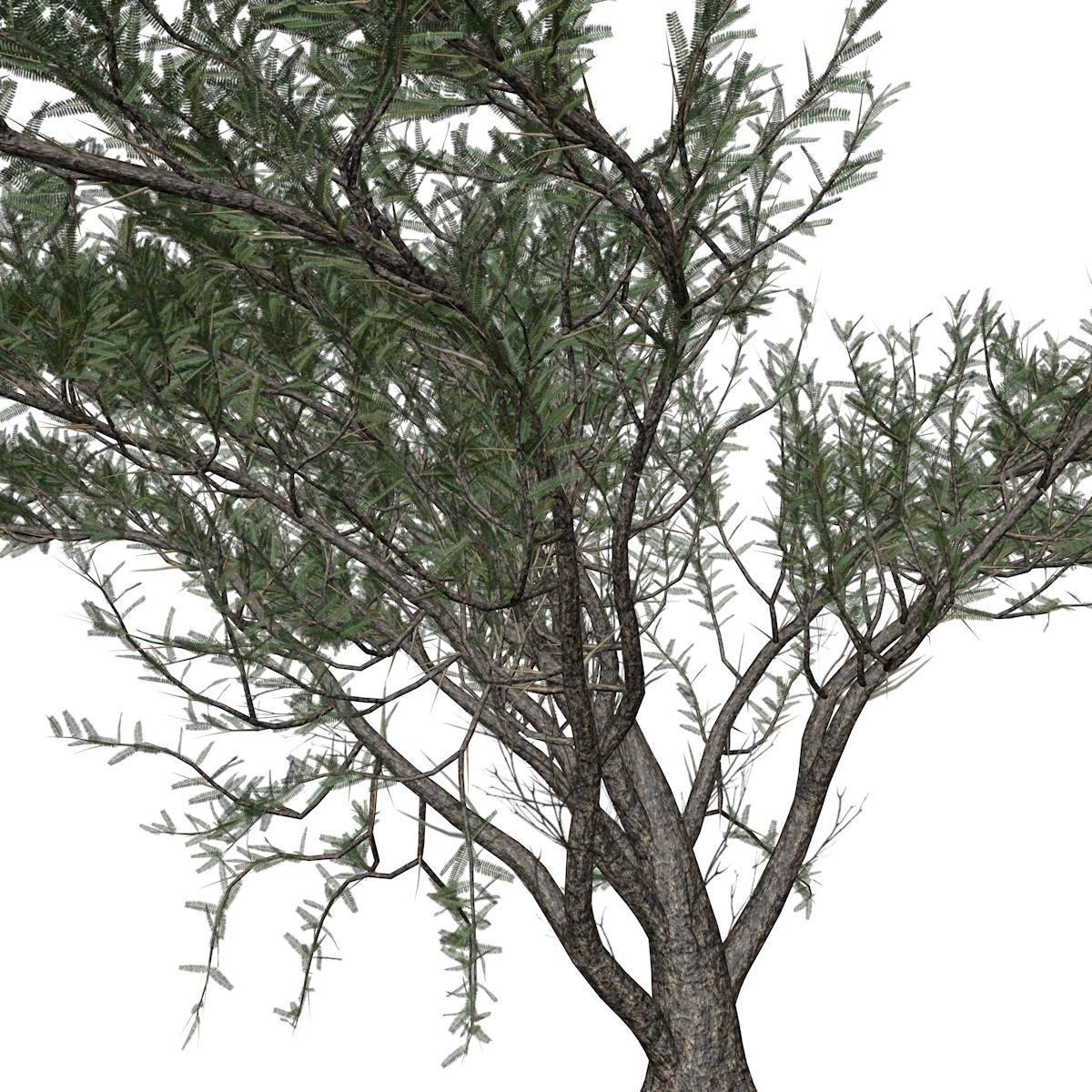 Umbrella Thorn Tree - 05 - 3D model_3