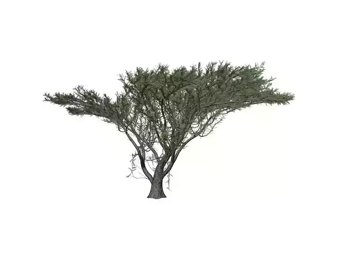 Umbrella Thorn Tree - 06 -